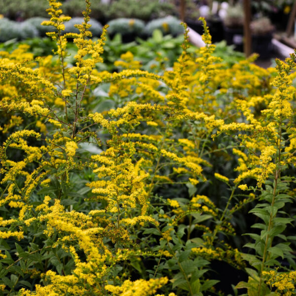 Garden Goods Direct | Solidago Fireworks