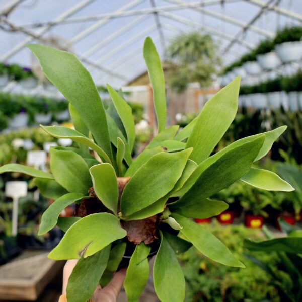 Garden Goods Direct | Staghorn Fern