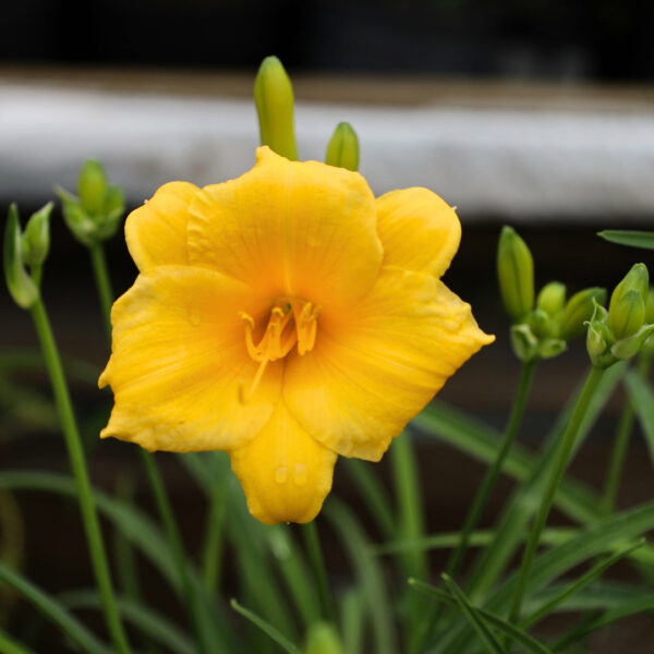 Garden Goods Direct | Stella D'oro Daylily