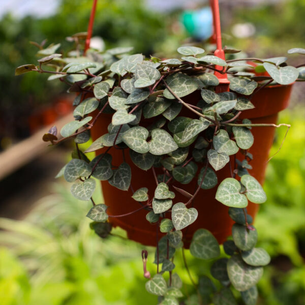 Garden Goods Direct | String of Hearts Plants