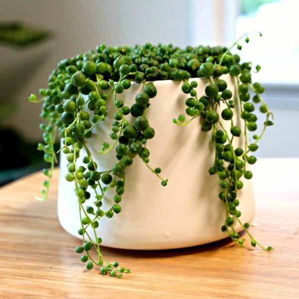 Garden Goods Direct | String of Pearls Plant