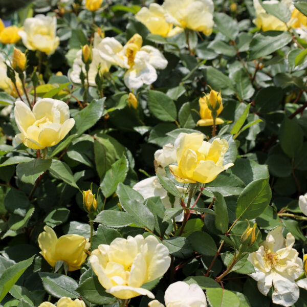 Garden Goods Direct | Sunny Knock Out® Rose