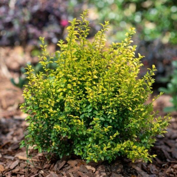 Garden Goods Direct | Sunshine Ligustrum