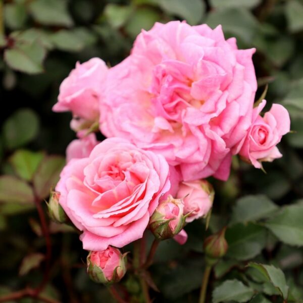 Garden Goods Direct | Sweet Drift® Rose