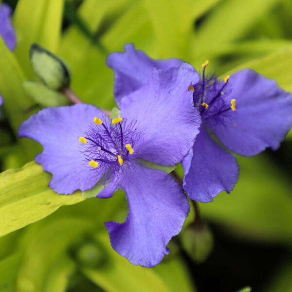 Garden Goods Direct | Sweet Kate Spiderwort