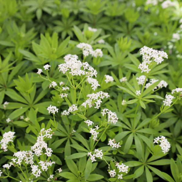 Garden Goods Direct | Sweet Woodruff