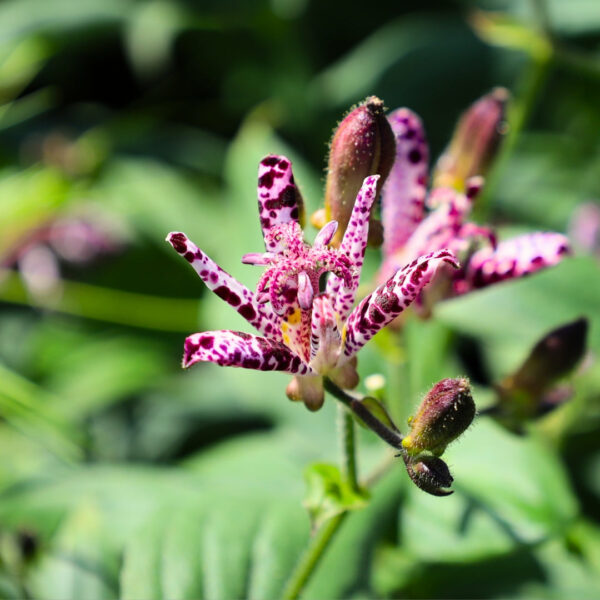 Garden Goods Direct | Toad Lily