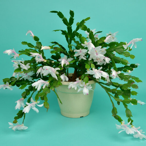 Garden Goods Direct | White Christmas Cactus