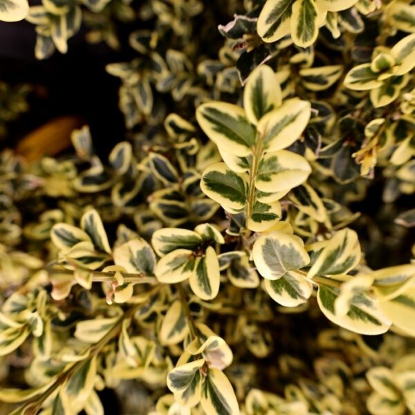 Garden Goods Direct | Variegated Boxwood