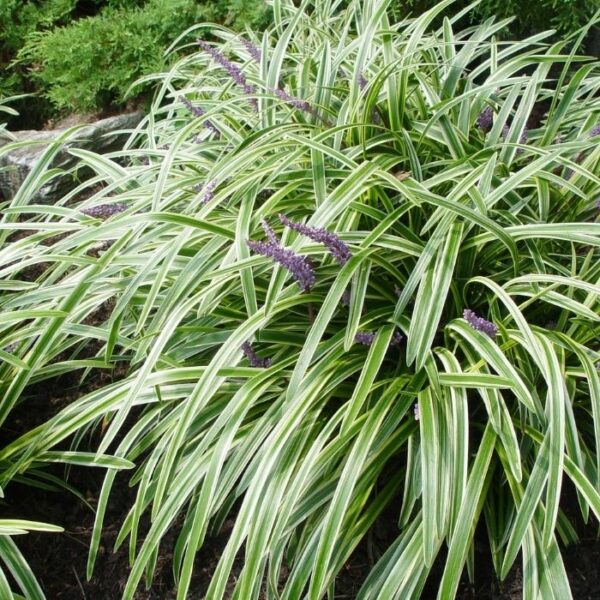 Garden Goods Direct | Variegated Liriope