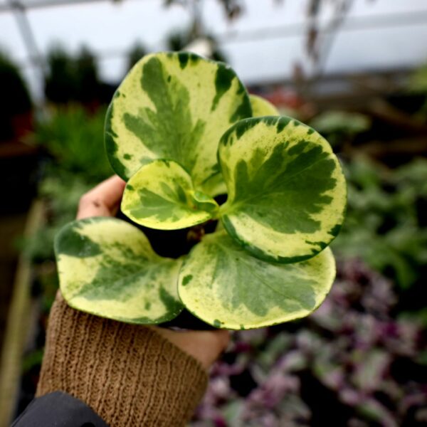 Garden Goods Direct | Variegated Peperomia