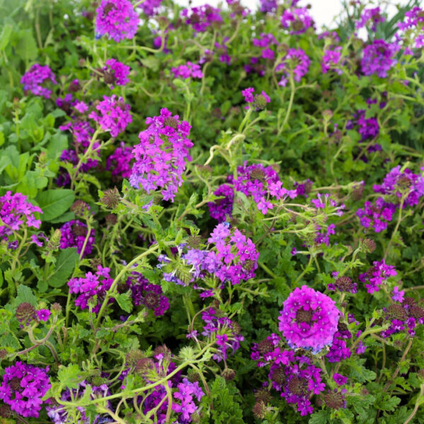 Garden Goods Direct | Verbena Homestead Purple