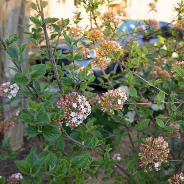 Garden Goods Direct | Viburnum Burkwoodii