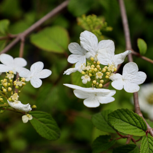 Garden Goods Direct | Viburnum Summer Snowflake