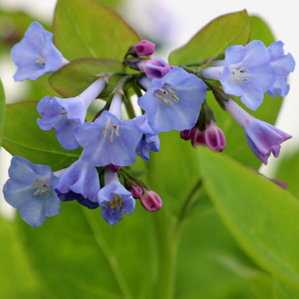 Garden Goods Direct | Virginia Bluebells