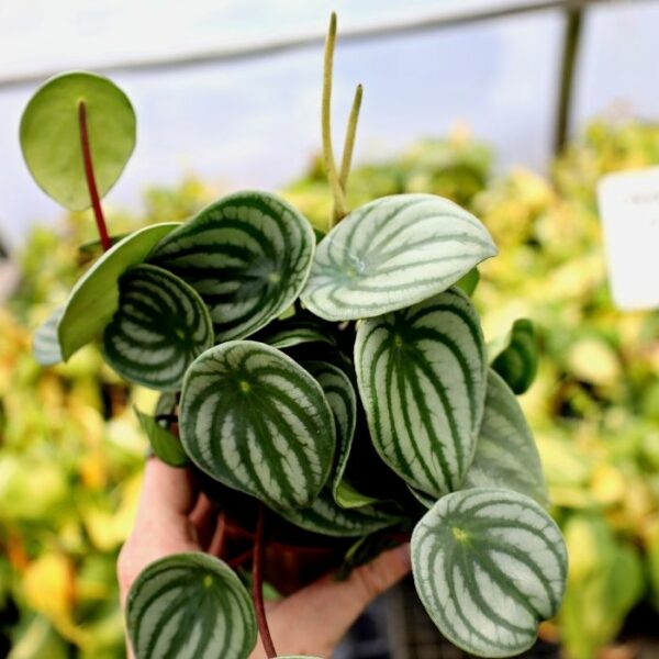 Garden Goods Direct | Watermelon Peperomia