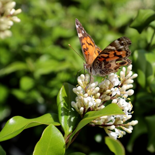 Garden Goods Direct | Wavy Leaf Privet Ligustrum