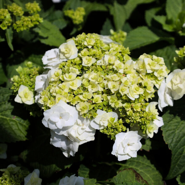 Garden Goods Direct | Wedding Gown™ Hydrangea