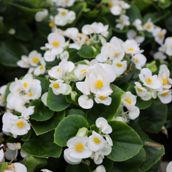 Garden Goods Direct | White Begonia