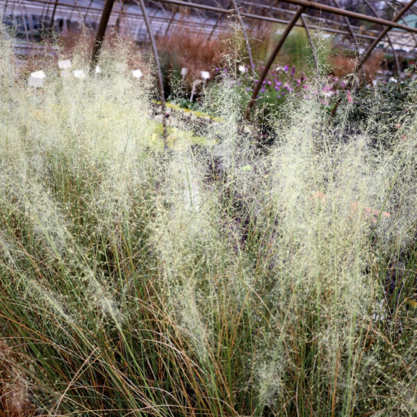 Garden Goods Direct | White Cloud Muhly Grass