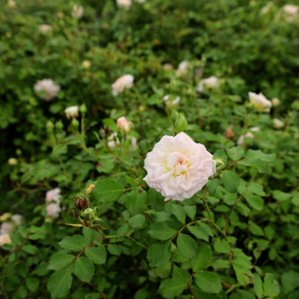 Garden Goods Direct | White Drift® Rose