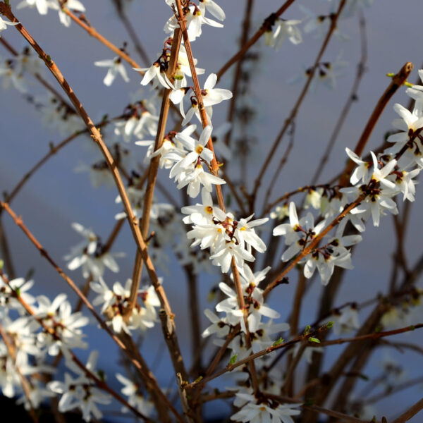 Garden Goods Direct | White Forsythia