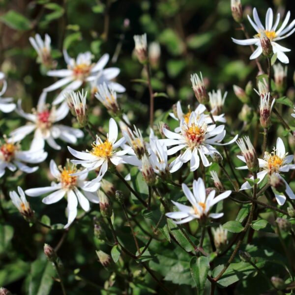 Garden Goods Direct | White Wood Aster