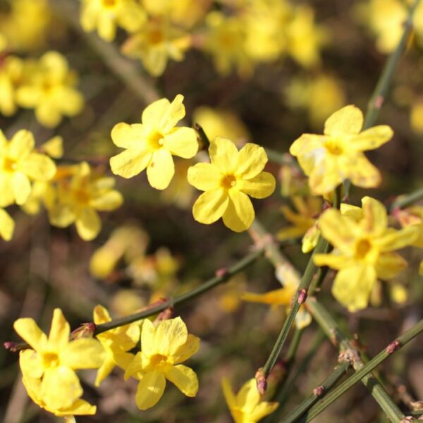 Garden Goods Direct | Winter Jasmine