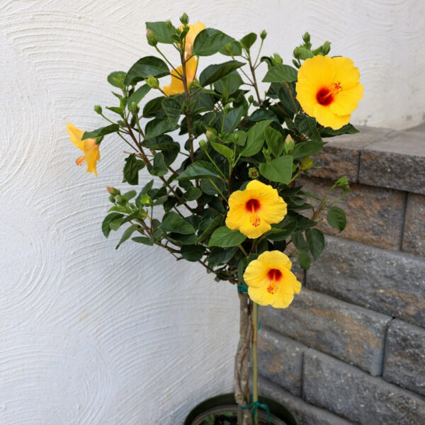 Garden Goods Direct | Yellow Hibiscus