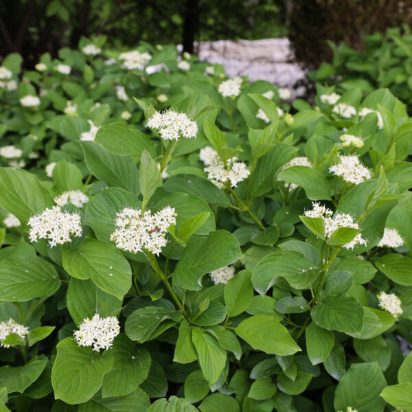 Garden Goods Direct | Yellow Twig Dogwood