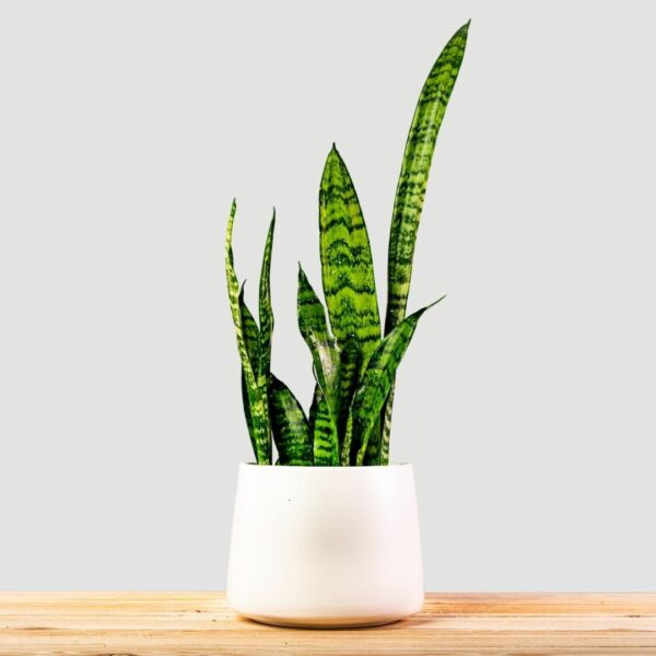 Garden Goods Direct | Zeylanica Snake Plants